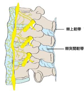 硬舉生物力學